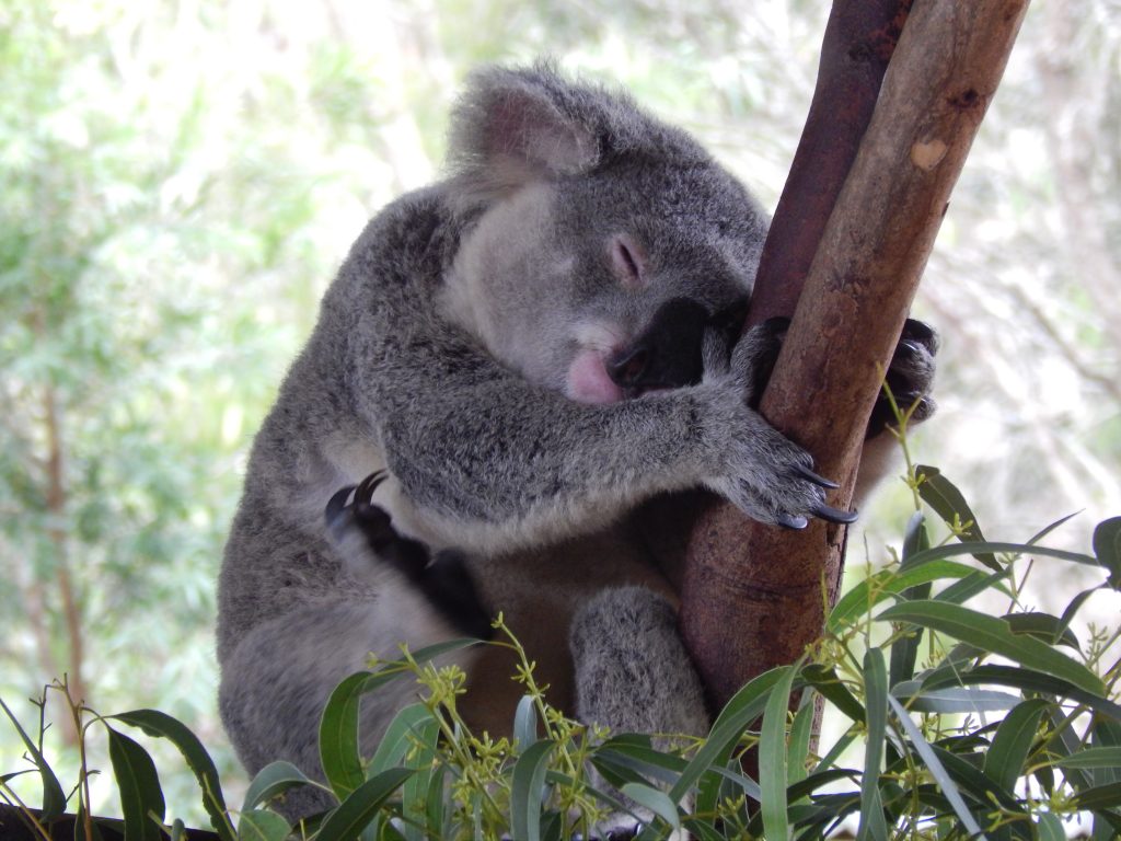 A sleeping koala at Australia Zoo