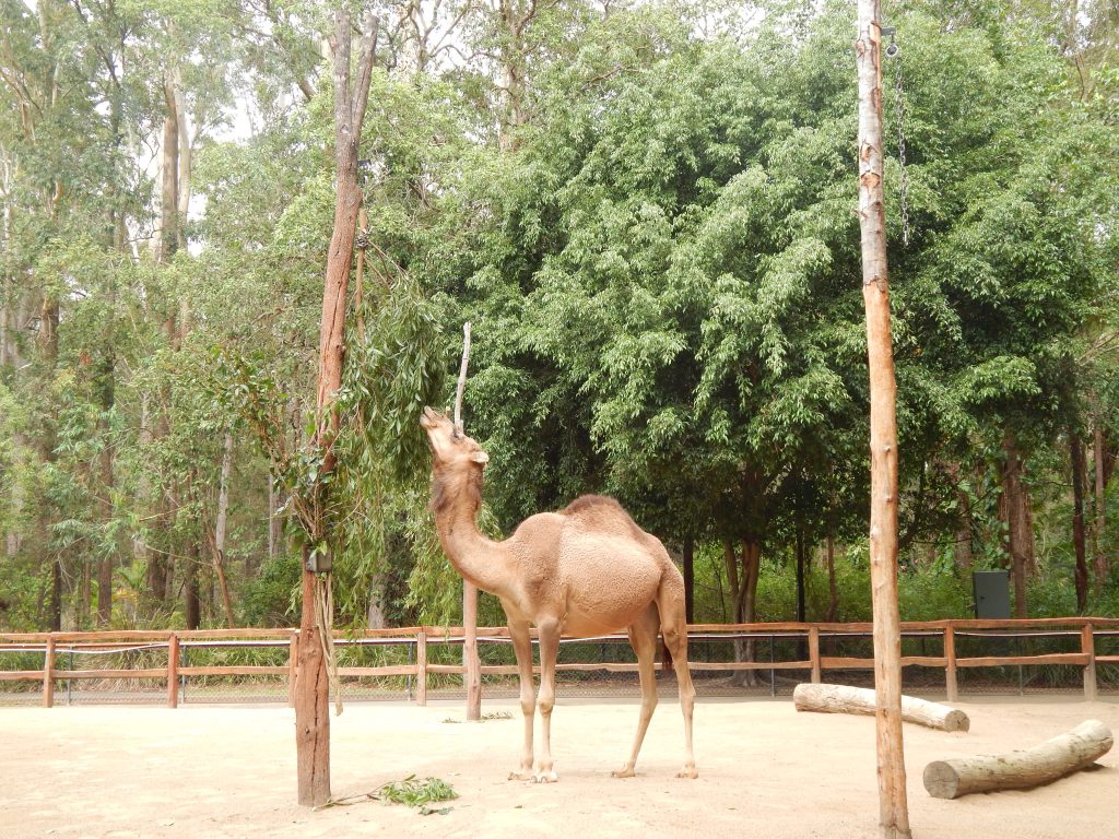 Camel in the Australia Zoo