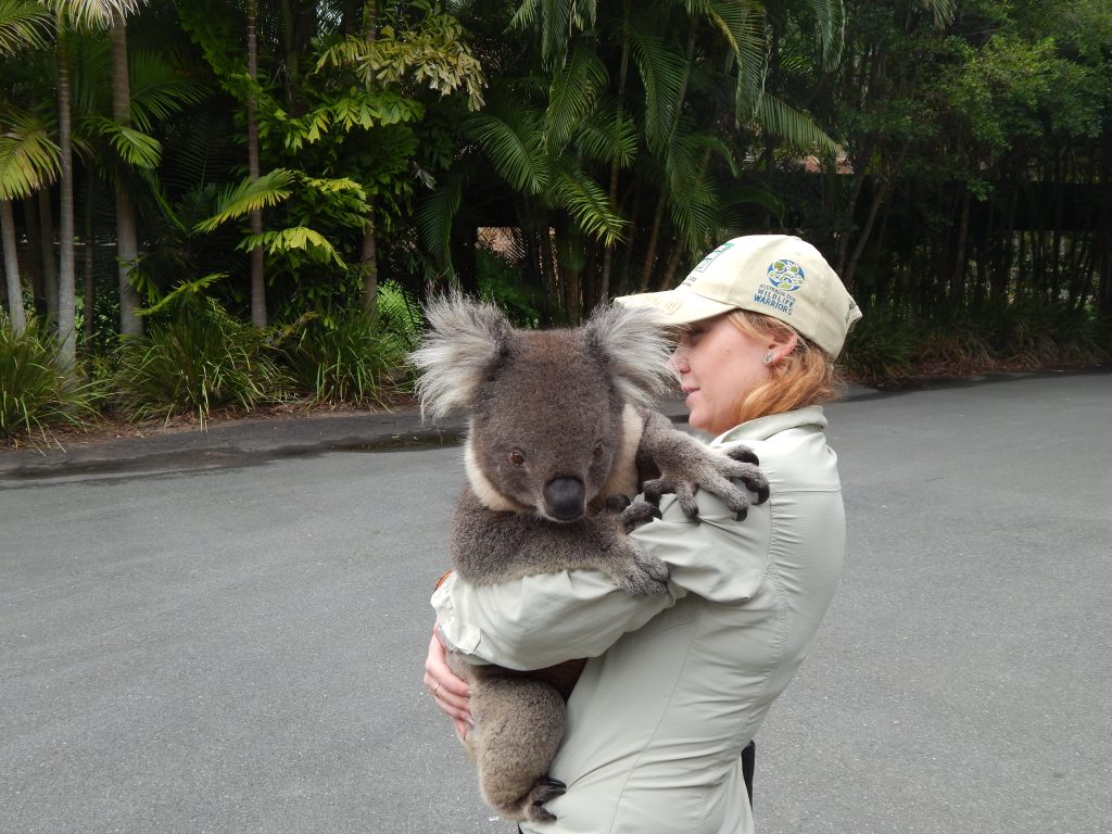 Koala at the Australia Zoo
