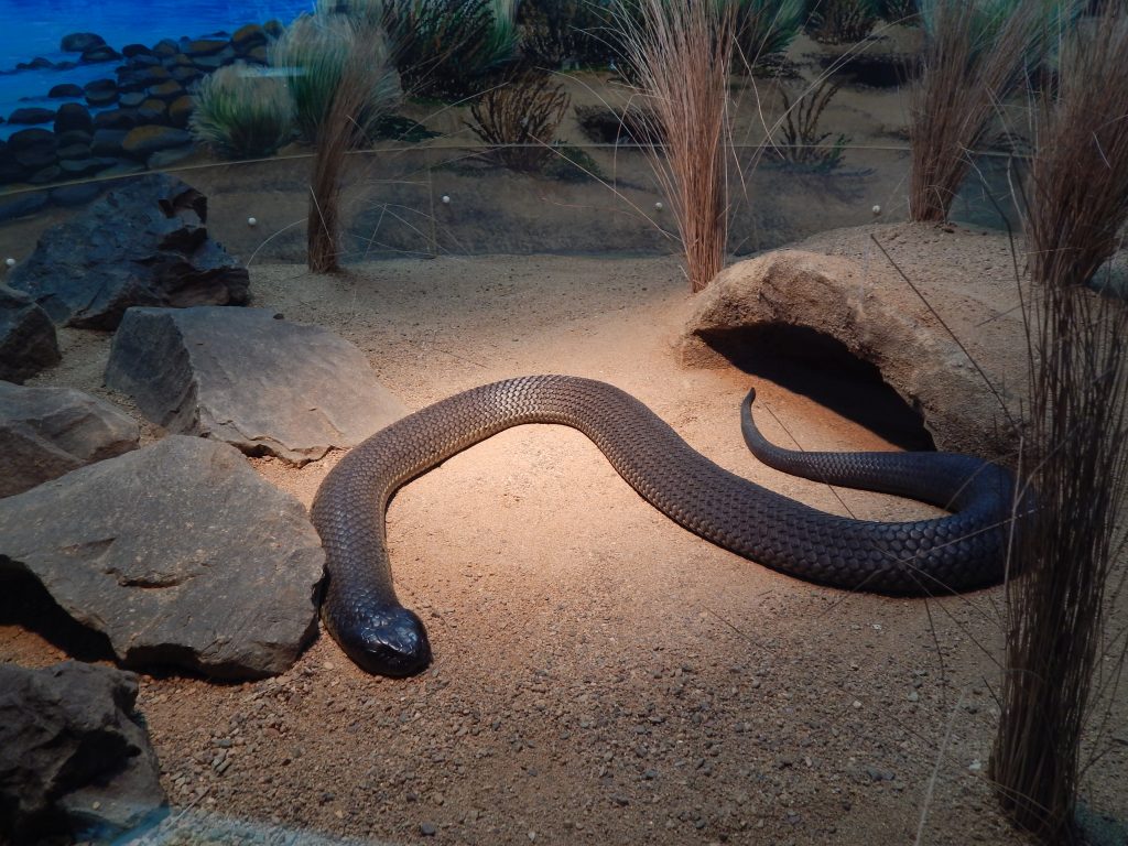 Snake at Australia Zoo