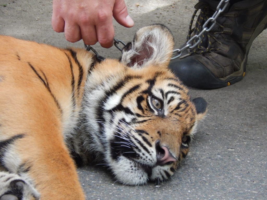 Closeup of tiger at the Australia Zoo
