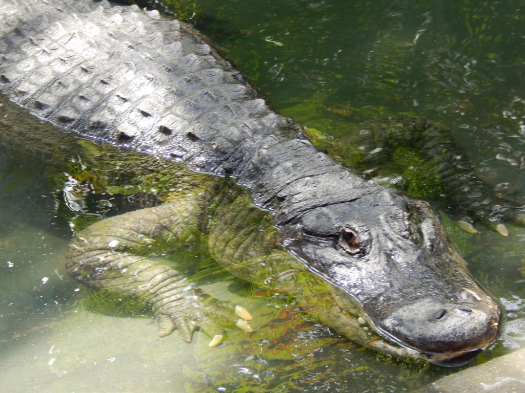 Aligator in the Australia Zoo