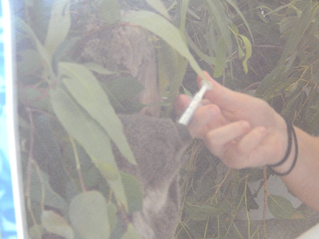 Medicine administrated to a Koala at Australia Zoo's hospital