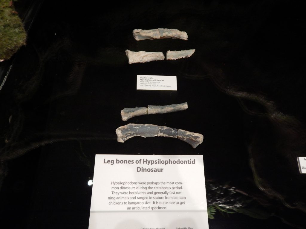 Fossils at the Opal Museum