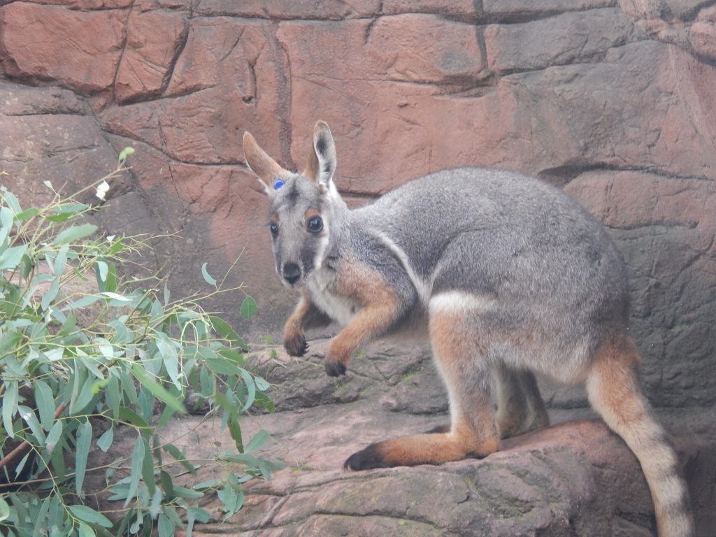 Kangeroo at Wild Life Sydney Zoo