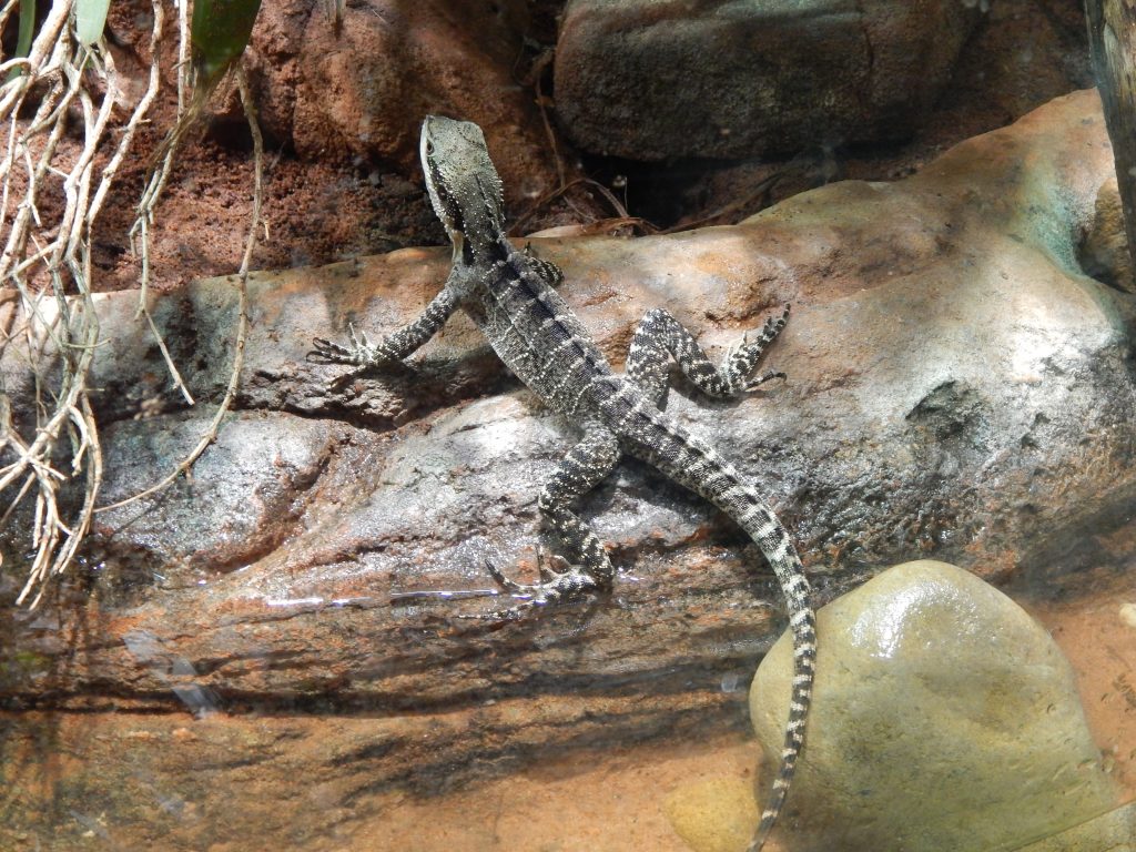 Reptile at Wild Life Sydney Zoo