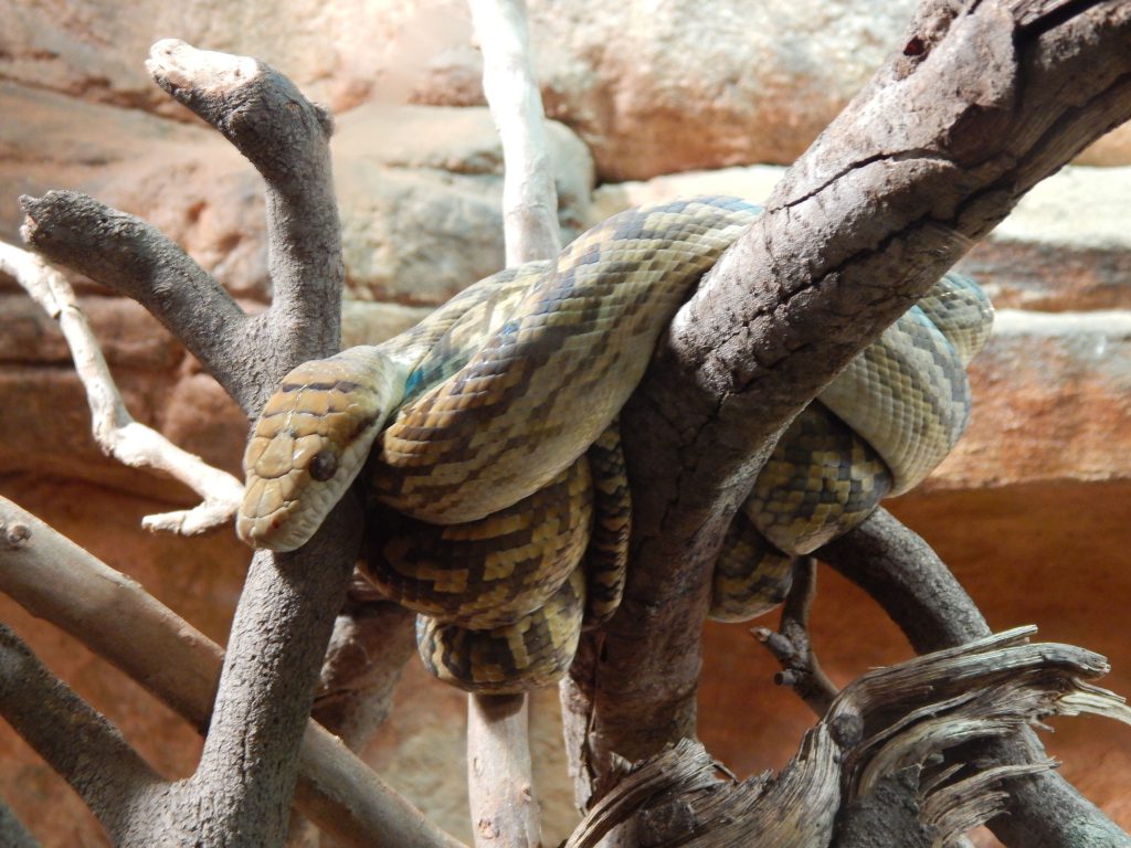 Snake at Wild Life Sydney Zoo