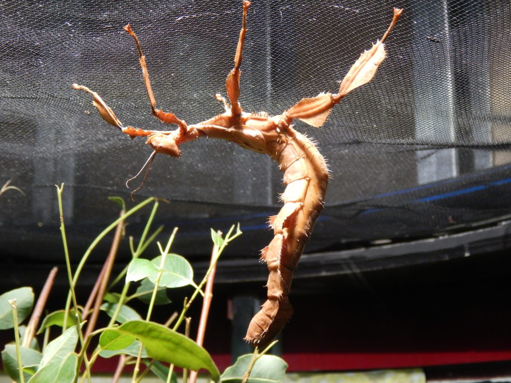 spiny leaf insect at Wild Life Sydney Zoo
