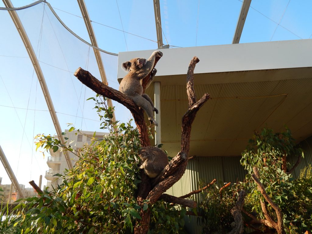 Koala at Wild Life Sydney Zoo