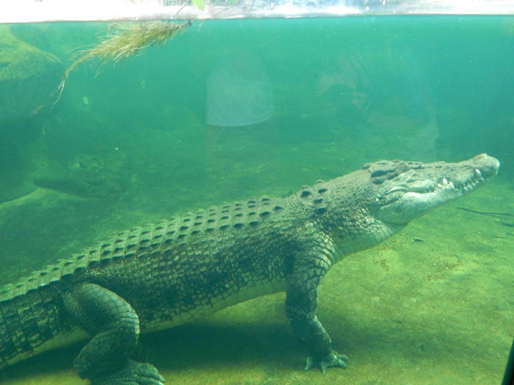 Crocodile at Wild Life Sydney Zoo
