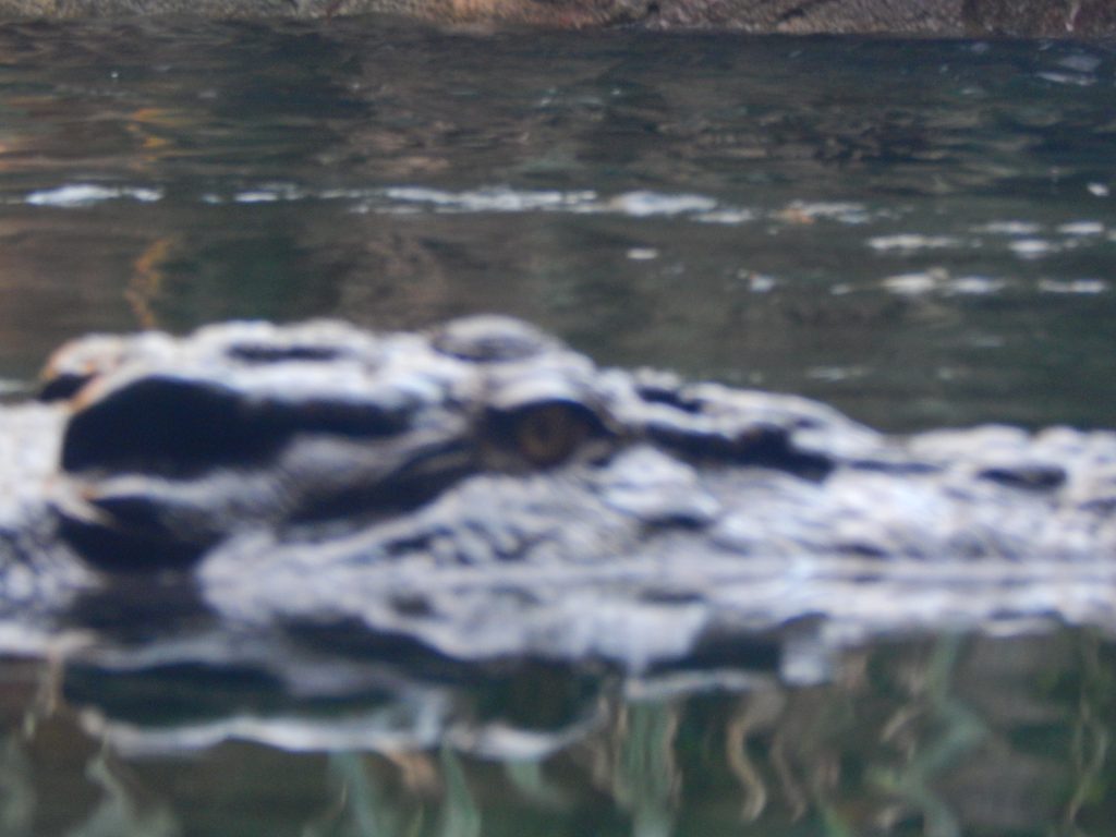 Closeup of a crocodile at Wild Life Sydney Zoo