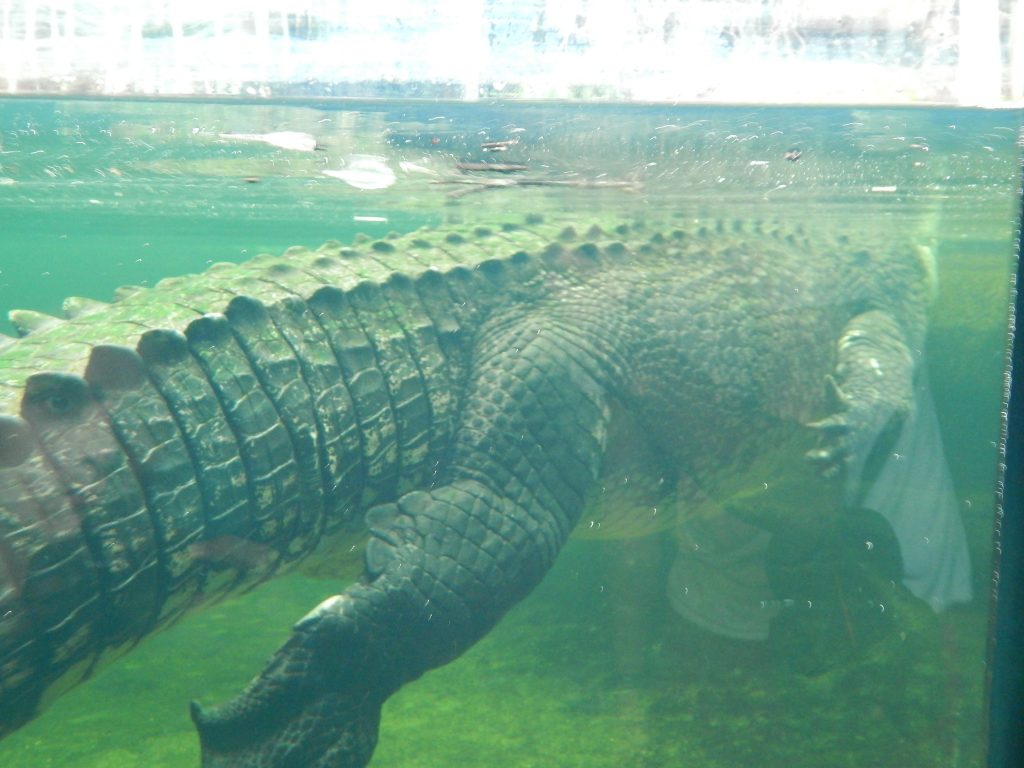 Crocodile at Wild Life Sydney Zoo