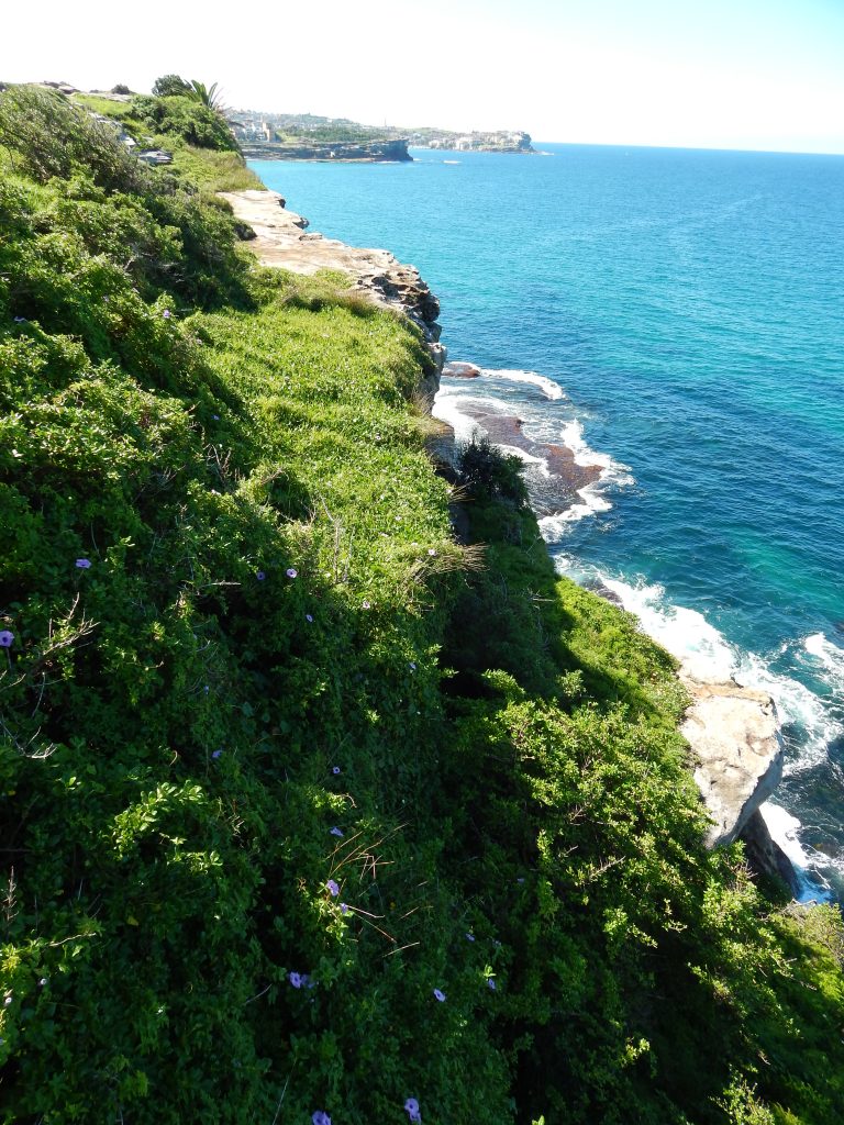 Green cliffs at Sydney's eastern coast