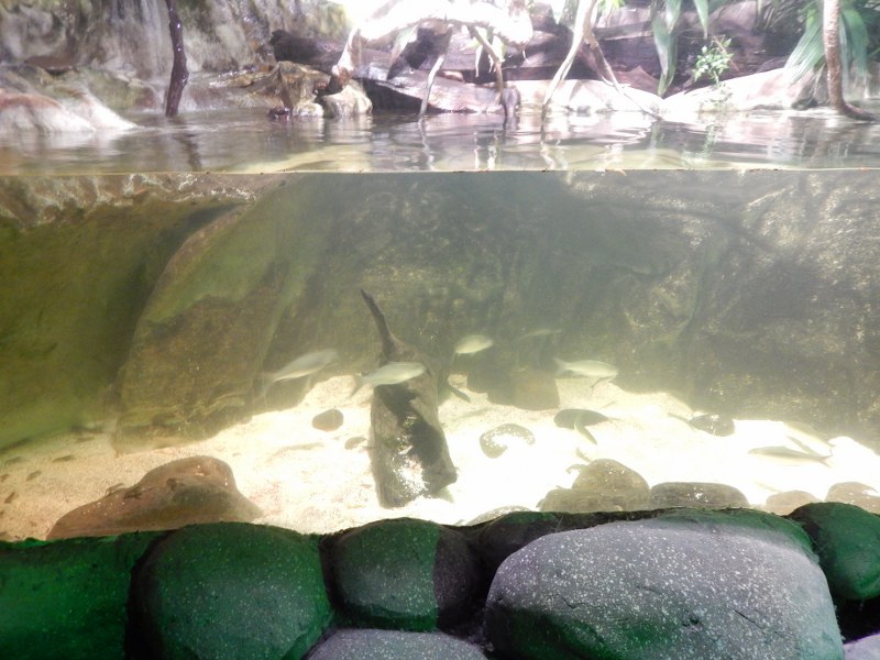 Fish in a tank with mangrove at SEA LIFE Sydney Aquarium