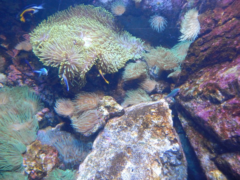 Corals at SEA LIFE Sydney Aquarium