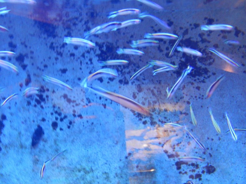 Fish at SEA LIFE Sydney Aquarium