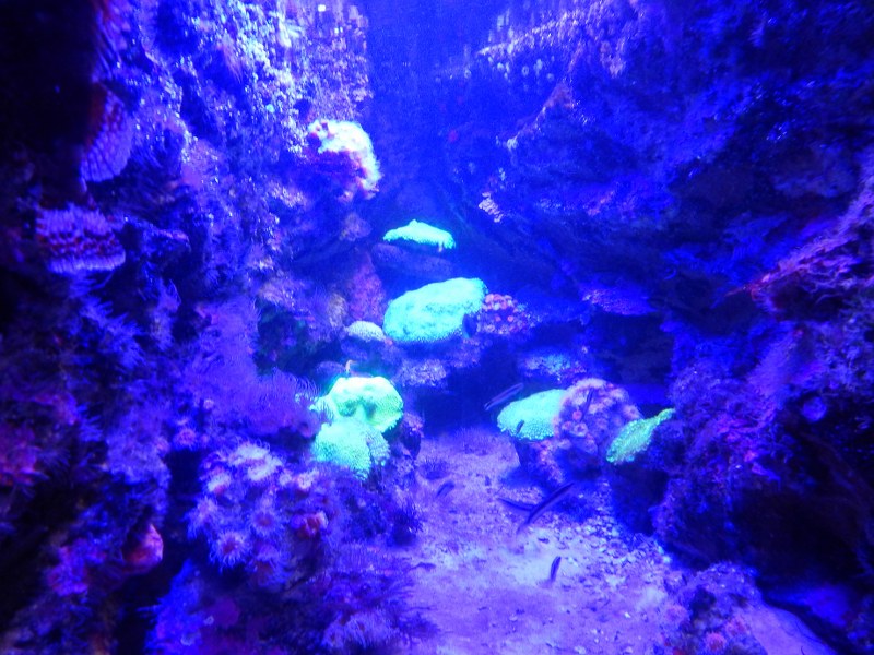A blue fish tank atSEA LIFE Sydney Aquarium