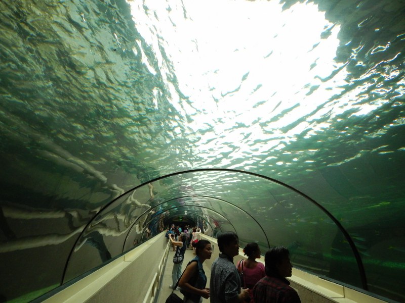 Water tunnel at SEA LIFE Sydney Aquarium