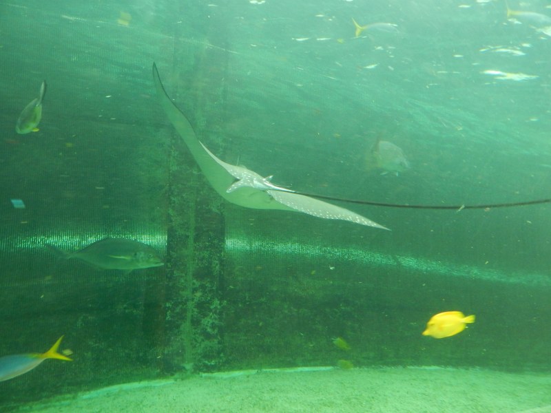 Manta ray atSEA LIFE Sydney Aquarium