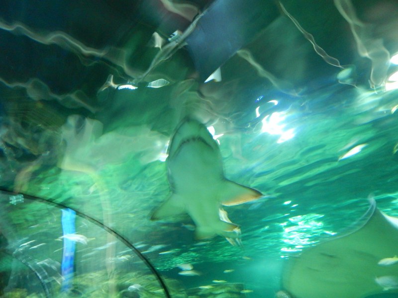 Bull shark at SEA LIFE Sydney Aquarium