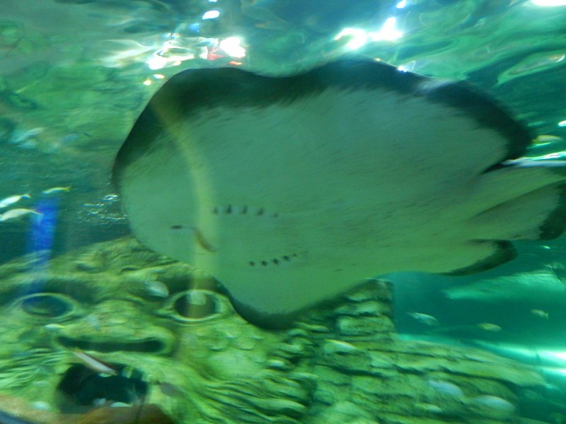 Manta ray at SEA LIFE Sydney Aquarium