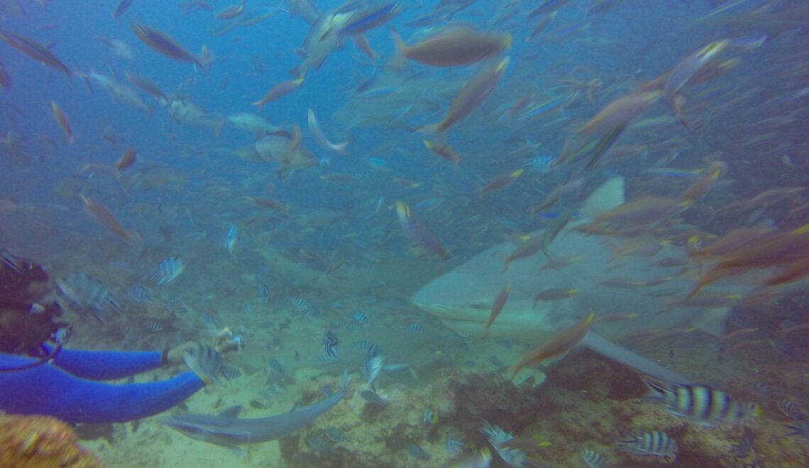 Shark dive in Fiji